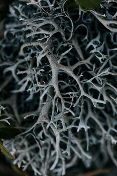 Close picture of some dry plants from the forest