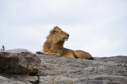 Male lion looking at the horizon on top of a large rock