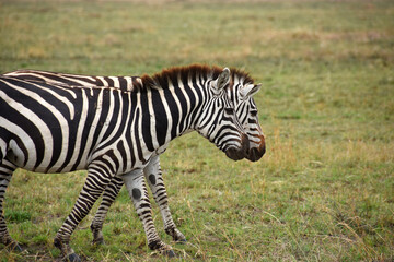 Fototapeta na wymiar Pair of zebras walking in profile causing an optical effect