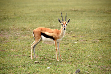 Portrait of a full-length gazelle looking on camera