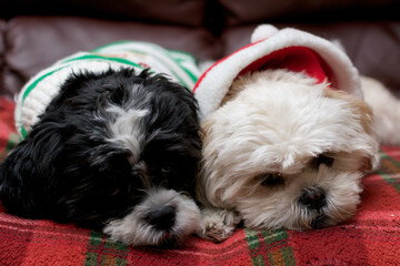 Two Lhasa Apso puppies lying on a blanket wearing Christmas themed sweaters