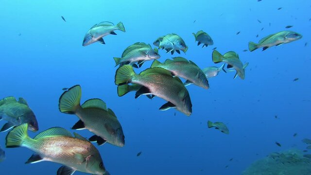 Brown meagre fish (Sciaena umbra) in clean blue water - Scuba diving in Majorca