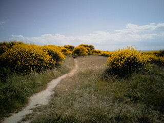 cespugli di ginestre sul monte san bartolo a Pesaro nella regione marche Italia