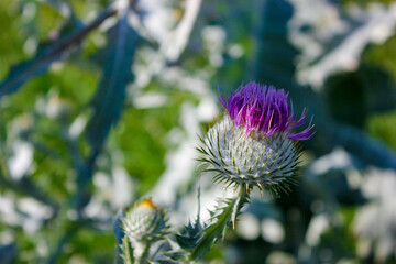 Thistle