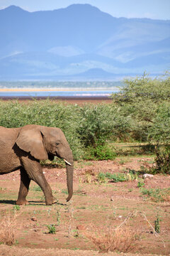 Adult male elephant walking quietly in the Ngorongoro National Park