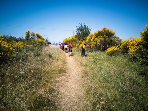 cespugli di ginestre con turisti sul monte san bartolo a Pesaro nella regione marche Italia