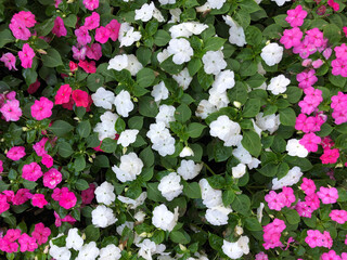 Pink and white flowers freshly planted in a garden