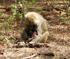 Female baboon protecting her baby with her arms on a sunny day