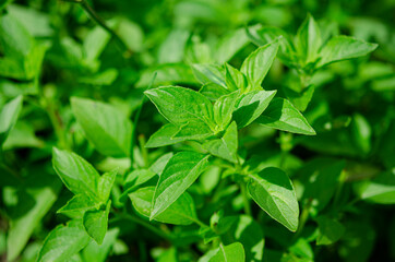 Organic fragrant green basil grows in an open-air garden