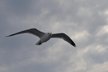 seagull in flight
