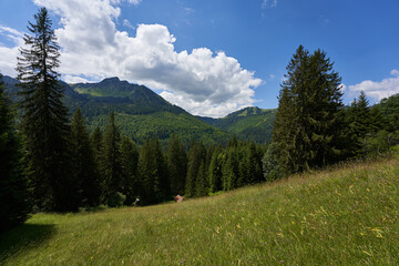 Fototapeta na wymiar Tannheimer mountain chamois head, path with bright pebbles leads towards a high landform, blue sky with white clouds. Bavaria, Pfronten.