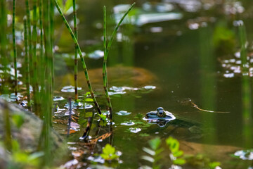 Edible Frog in lagoon, photographed in Germany,  Europe. Picture made in 2019.