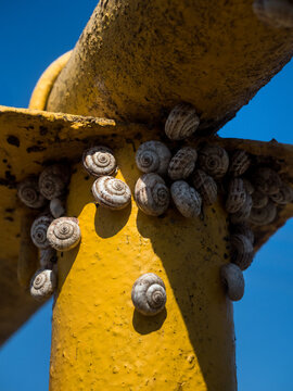 Congestion of snails