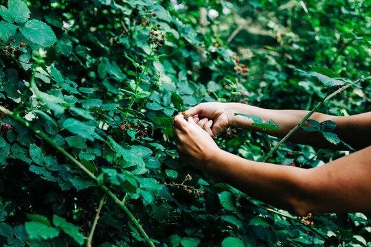 Wild blackberries