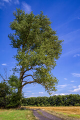 Fototapeta premium Feldweg mit einem Baum vor blauem Himmel