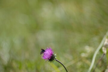 Naturaleza viva.