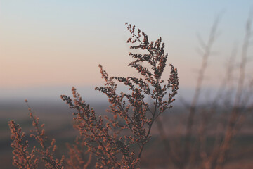 Fototapeta premium Sunset 