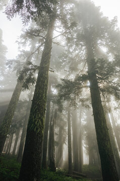 Rays of morning sunlight shining through dense fog and lush old growth forest