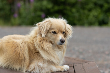 beautiful dog sitting in the summer heat