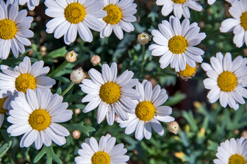 Daisy flower photographed in Germany. Registration made in 2019.