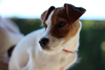 Parson Russell Terrier portrait