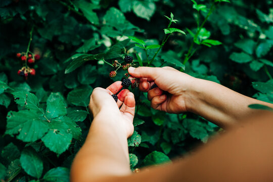 Wild blackberries