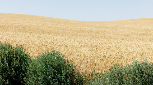 Field of summer wheat with bushy, green weeds in foreground