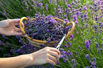 Woman picking lavender flowers at sunset.