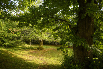 CASTAGNETO APPENNINO TOSCO EMILIANO | MAB UNESCO