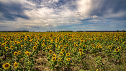 ein Feld mit Sonnenblumen vor bewölktem Himmel