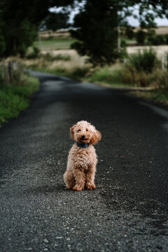 Adorable caniche puppy on a country road