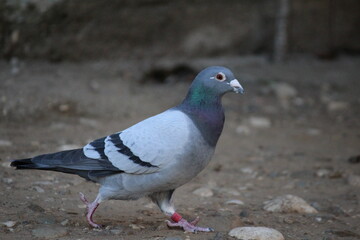 Pigeon walking 