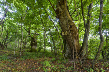 CASTAGNETO APPENNINO TOSCO EMILIANO | MAB UNESCO