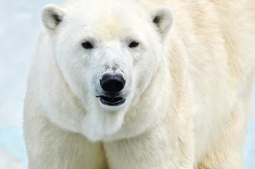 Fotobehang Ijsbeer white polar bear  © elizalebedewa