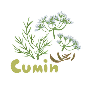 Cumin seed with flowers and leaves. Vector illustration. Aromatic plant cumin. Cooking flavor ingredient. Cumin (Zira) seeds seasoning for meals and soups on a white background vector illustration