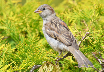 sparrow on a grass