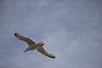 Seagull in flight against blue sky