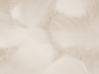 Obraz premium Beautiful abstract black feathers on white background and soft white feather texture on white pattern and dark background, gray feather background, black banners