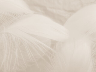 Beautiful abstract black feathers on white background and soft white feather texture on white pattern and dark background, gray feather background, black banners