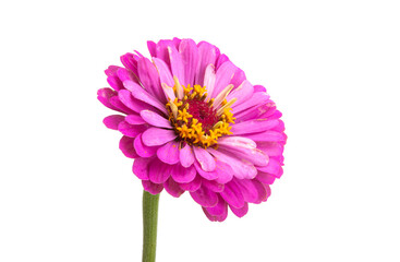 zinnia flower isolated