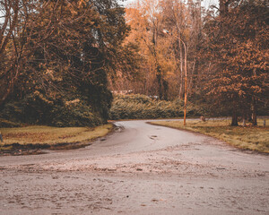 Bosque en invierno 