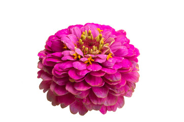 zinnia flower isolated