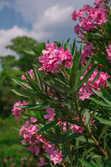 Oleander (Nerium oleander) pink flower against the blue sky sunny day