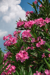 Oleander (Nerium oleander) pink flower against the blue sky sunny day