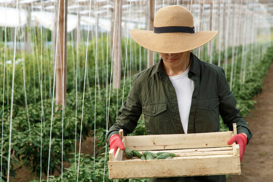 Anonymous greenhouse employee carrying cucumbers in crate