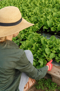 Faceless female gardener taking cabbage seedling in crate