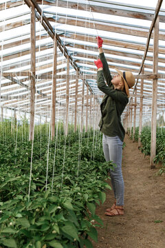 Female worker tying ropes in greenhouse