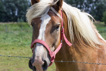 pastwisko,klacz,lato,wypoczynek  © darekaprilia