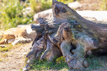 The root system of a large tree that has fallen over