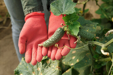 Green cucumber in hands of gardener in red gloves